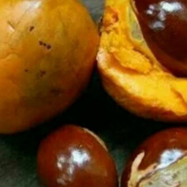 idle buah alkesa buah jigong bibit alkesa