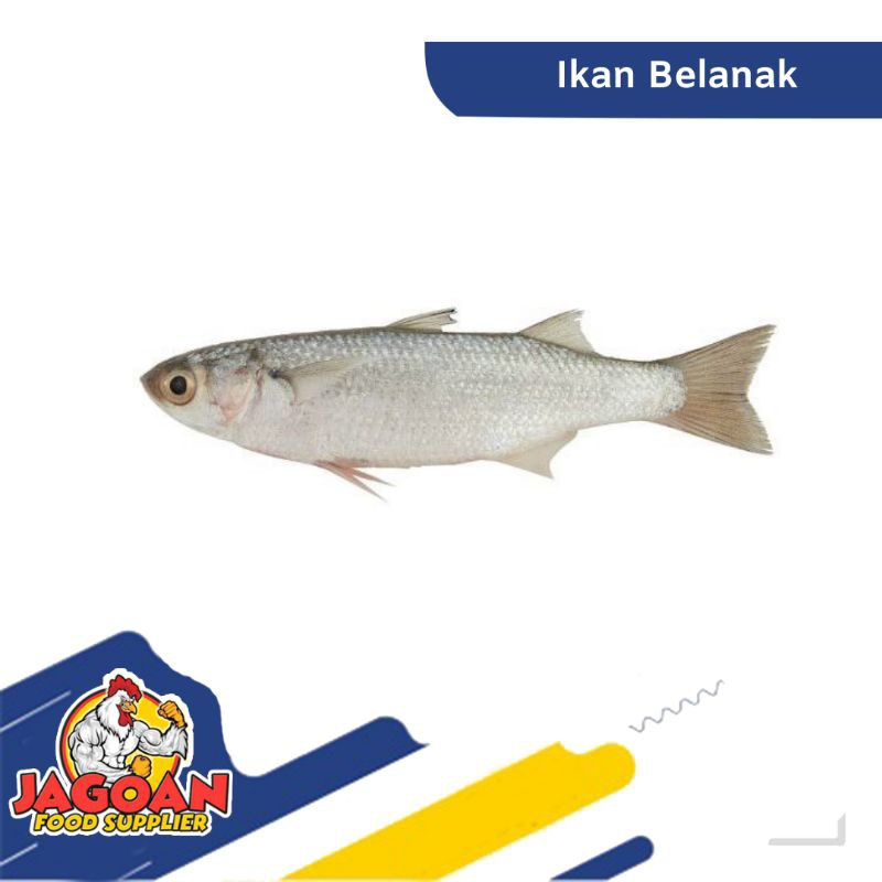 

Ikan Belanak Per Kg / Ikan Segar