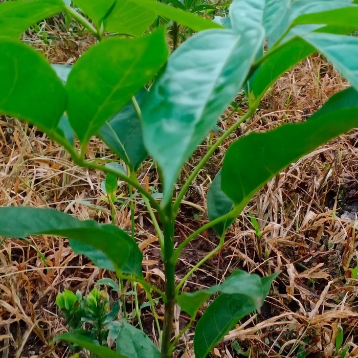 

bibit tabepuya/sakura daun lebar