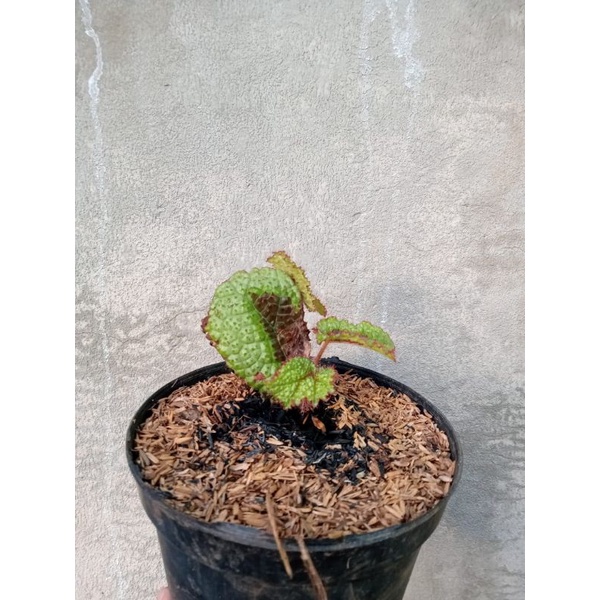 Tanaman Hias Begonia Tapak Macan