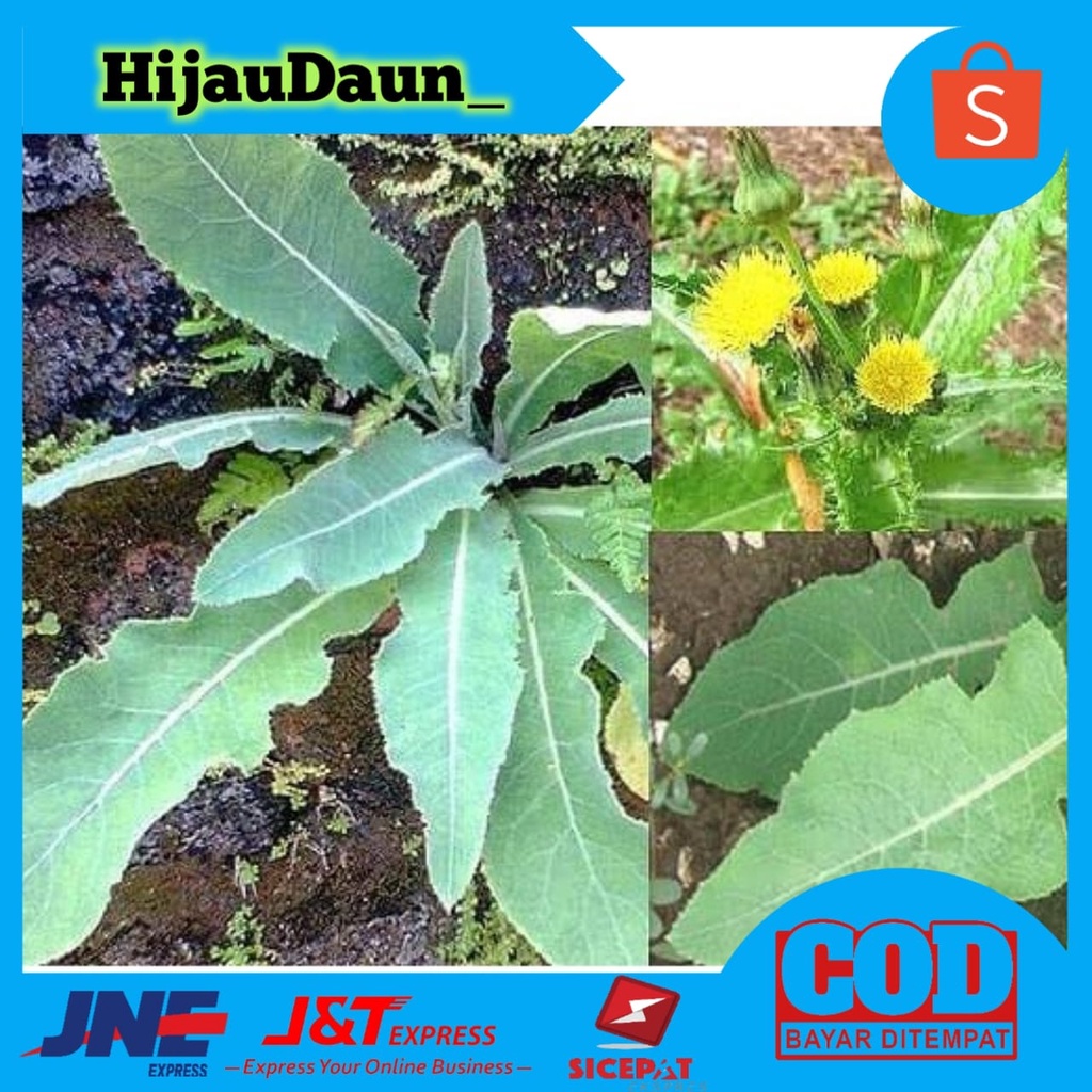 

Daun Tempuyung Segar - Meluruhkan Batu Ginjal