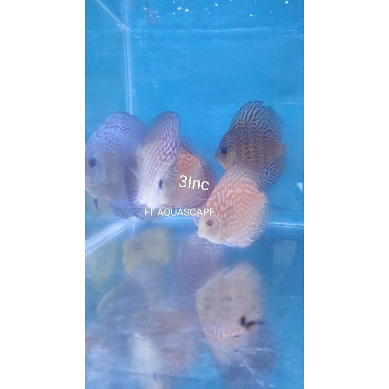 Ikan Discus Ikan Hias DISCUS Hiasan Aquarium Size 3 Inc Random MIX