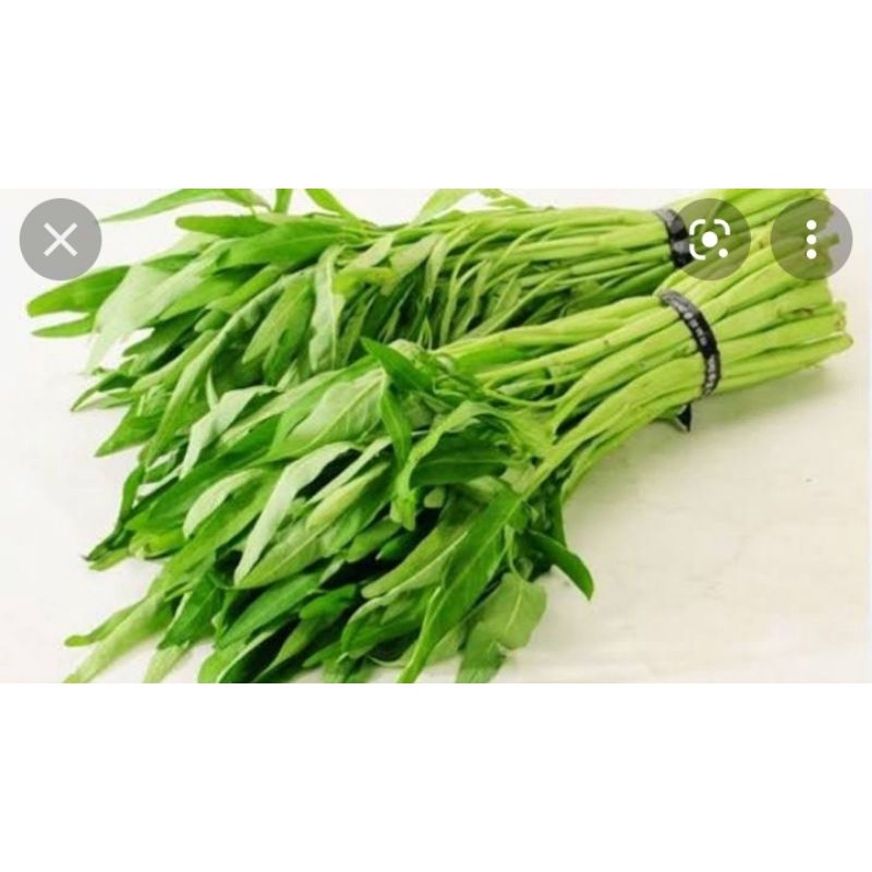 

jual sayur kangkung fresh/iket