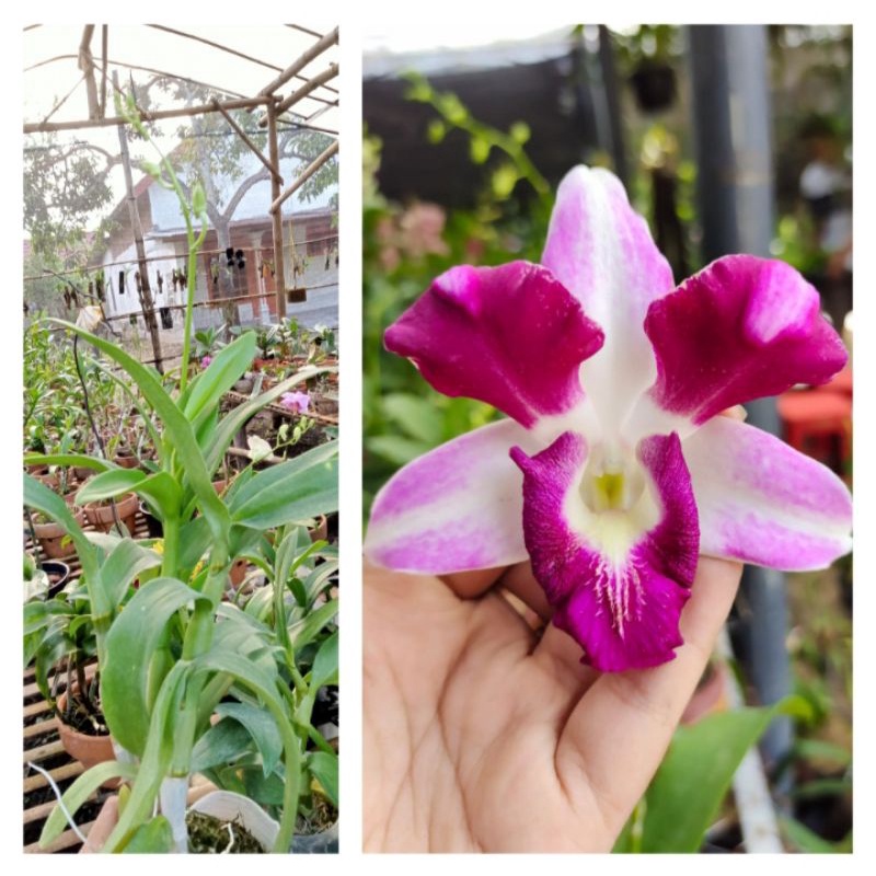 Dendrobium King Dragon AGL