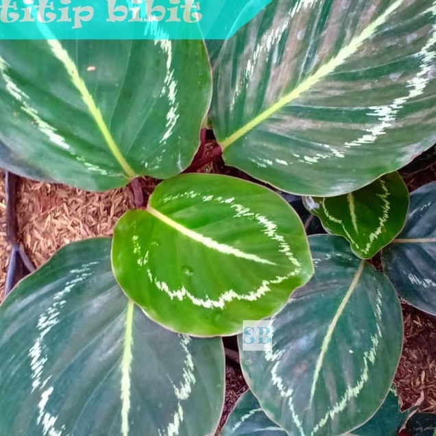 Bibit Tanaman Hias Calathea Green Lipstick BERGARANSI