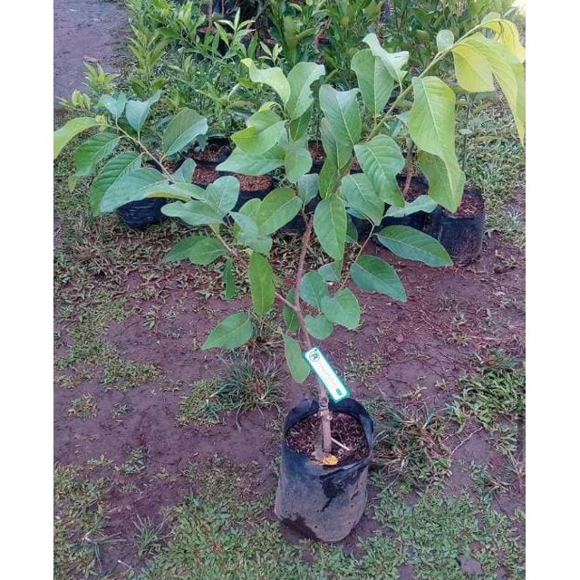 Bibit srikaya merah jumbo okulasi