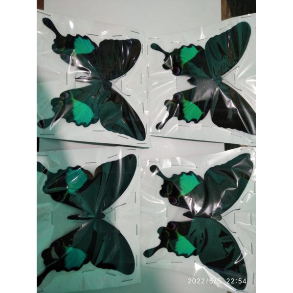 kupu kupu awetan karna isi 2 pis sangat cantik buat dinding