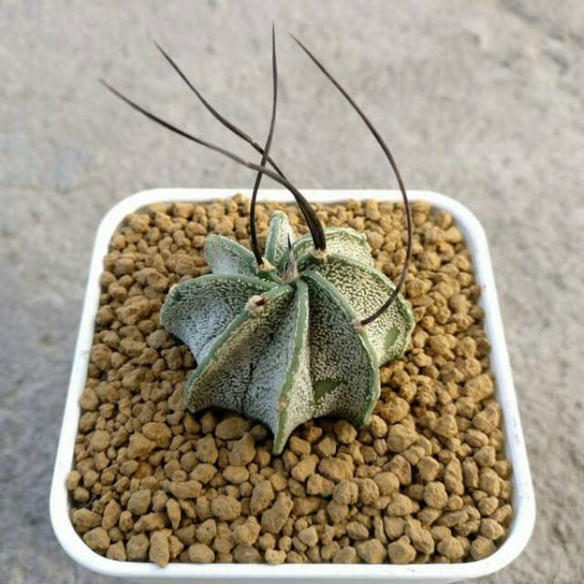 Tanaman Kaktus : Astrophytum capricorne v Major
