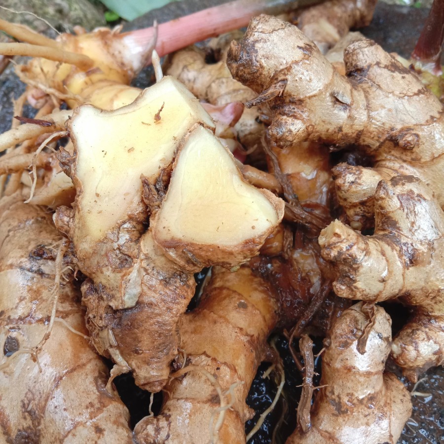 

Lempuyang Fresh Lampuyang segar herbal 500gr