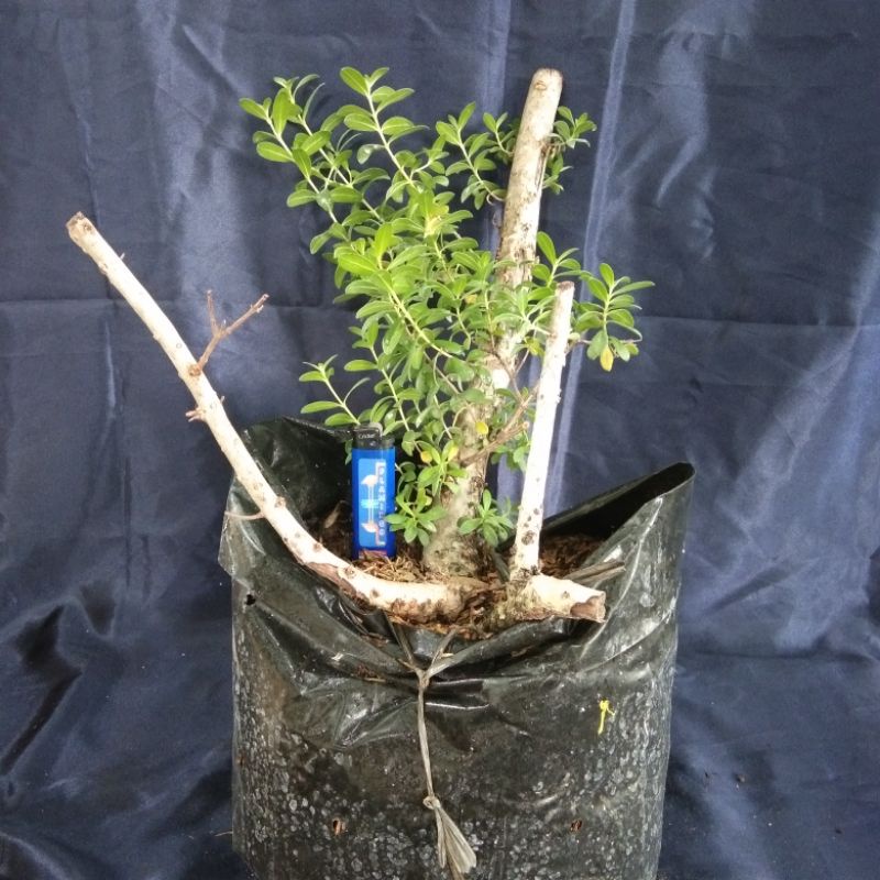 BAHAN BONSAI SANTIGI KARANG