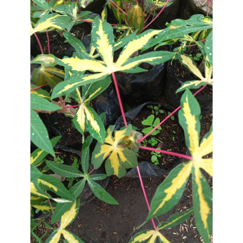 Tanaman hias singkong daun patigata