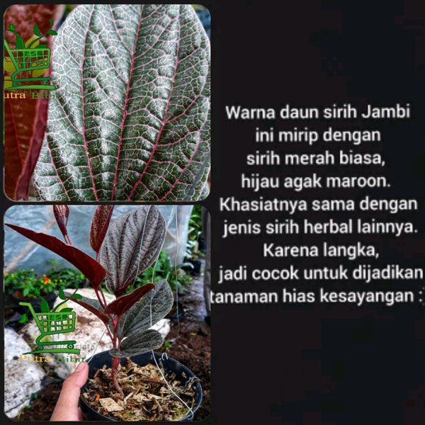 Tanaman Herbal Sirih Jambi Merah - Bibit Daun Sirih Kalimantan Unik Langka