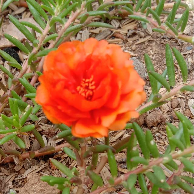 Krokot Orange Shopee Indonesia