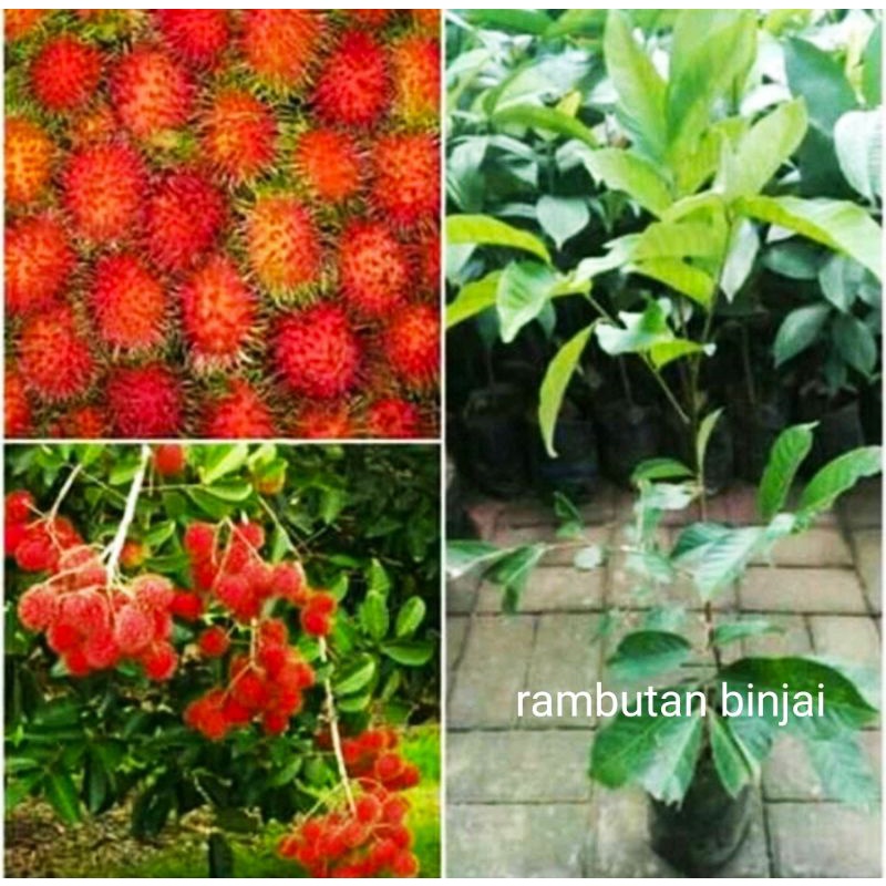 Bibit Rambutan Binjai unggul