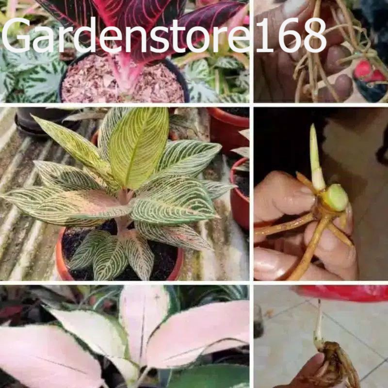 Promo Baru 3 Bibit Aglonema Red Sumatra,Golden Hope,Kochin Sutra Bibit asli original