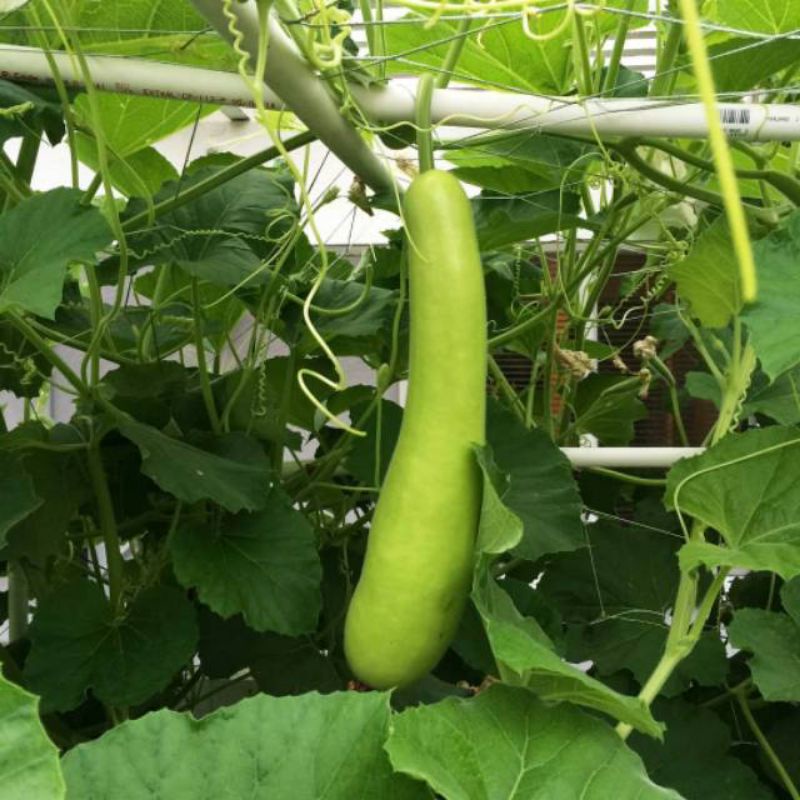 15 Biji - Benih Labu air ORBIT F1, Labu blonceng panjang