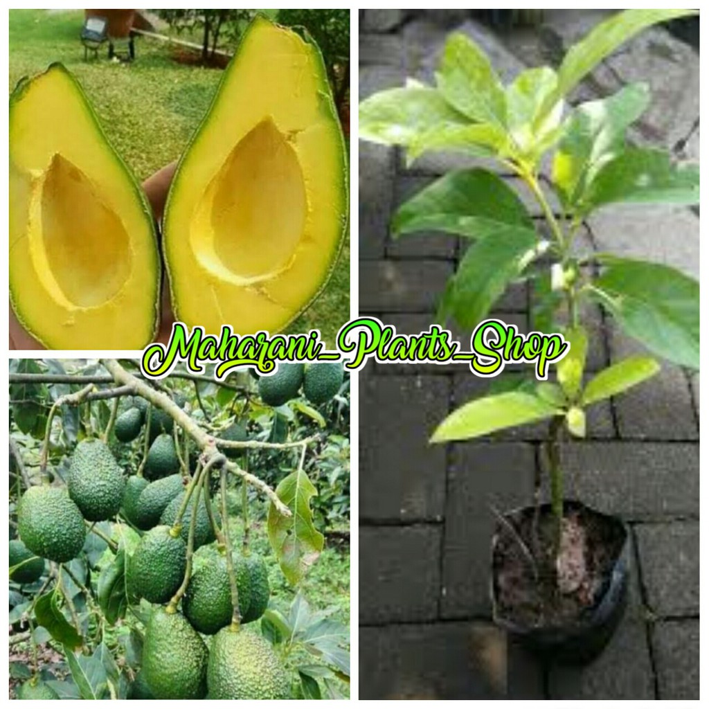 bibit buah alpukat yamagata
