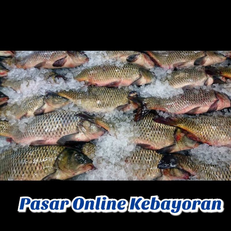 

Ikan Mas Segar - 1 kg ( JABODETABEK )