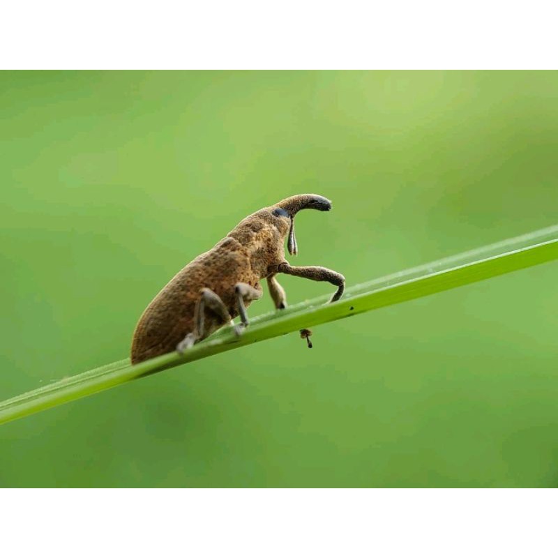 Lensa Makro Sony 20mm Lensa Macro Lensbong