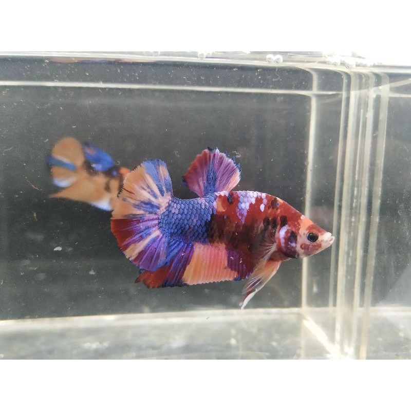 Ikan Cupang Plakat Nemo Candy multicolor Male/Jantan