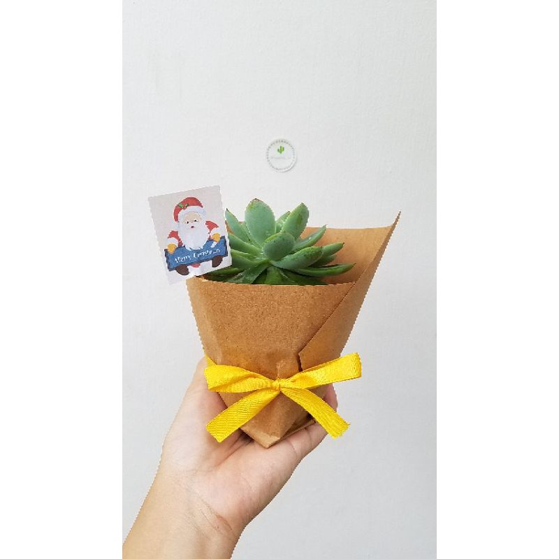 

Souvenir Tanaman+Pot Lukis+Greating Card