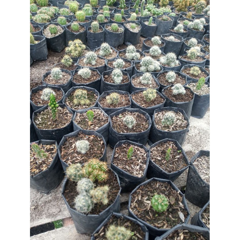 kaktus anakan murah/kaktus mini
