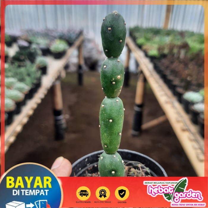 

BELI DI SINI kaktus opuntia humifusa - Hebat Store