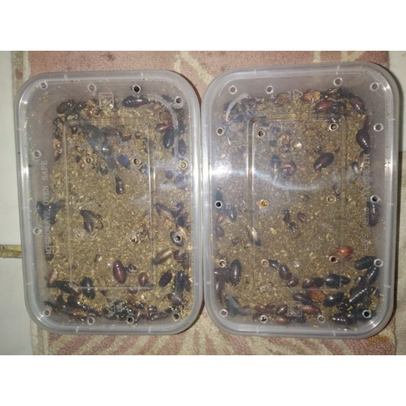 Kecoa Batu / Keterlak