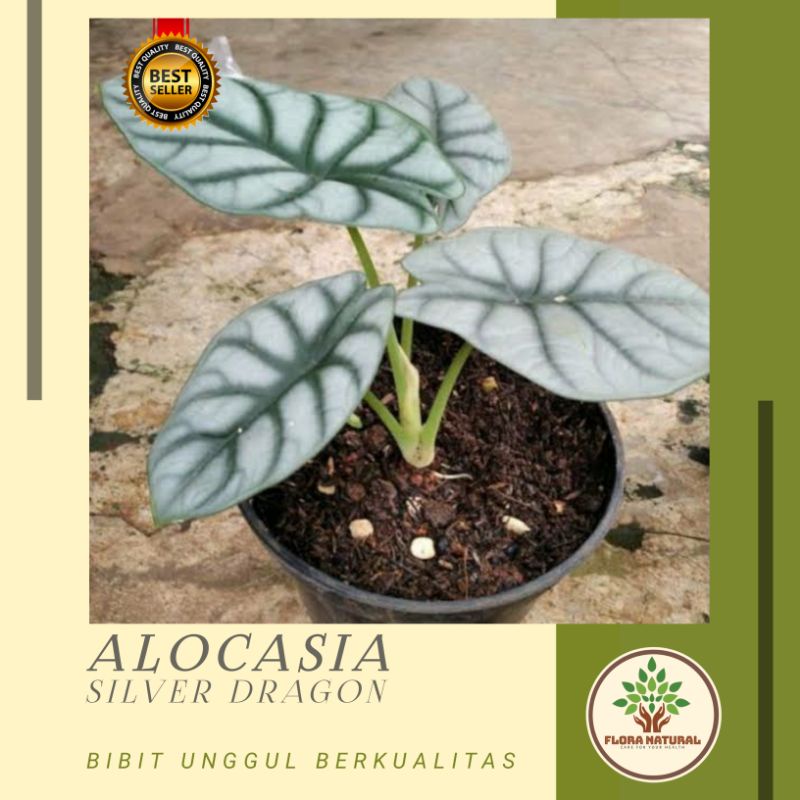 Alocasia silver dragon tanaman hias alocasia