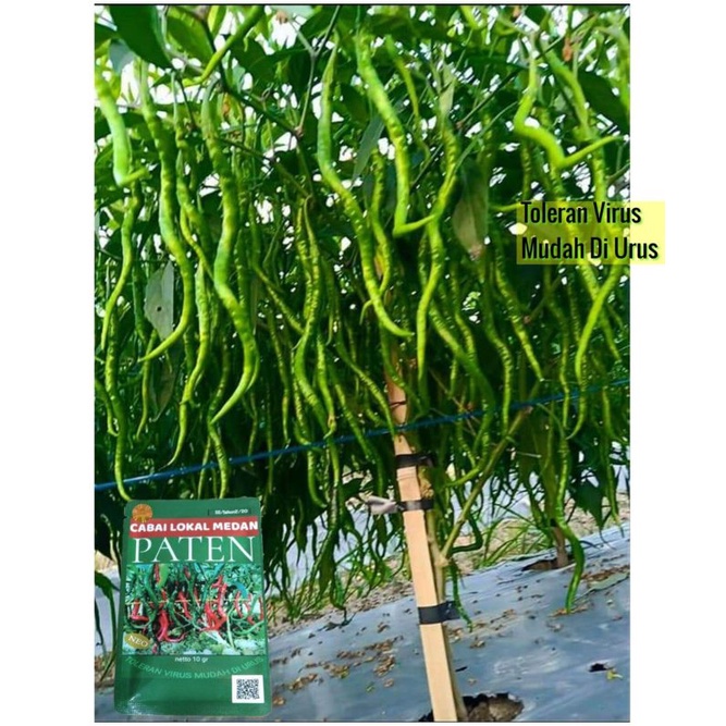 Bibit benih cabe lokal medan PATEN 20bks