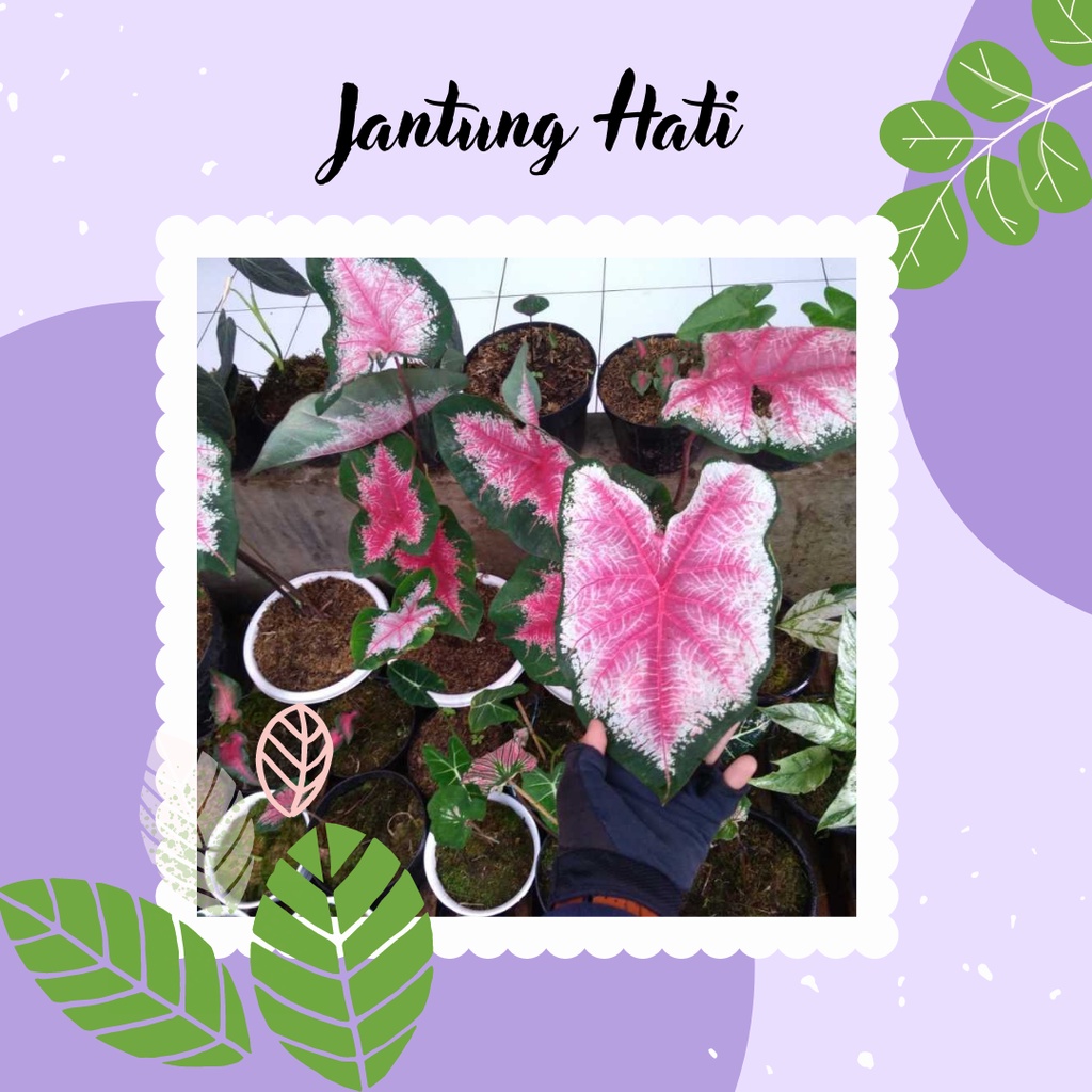 Tanaman Keladi Hias Jantung Hati Caladium Ace of Heart