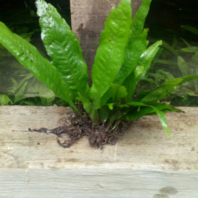 

Java fern isi 10-15 daun