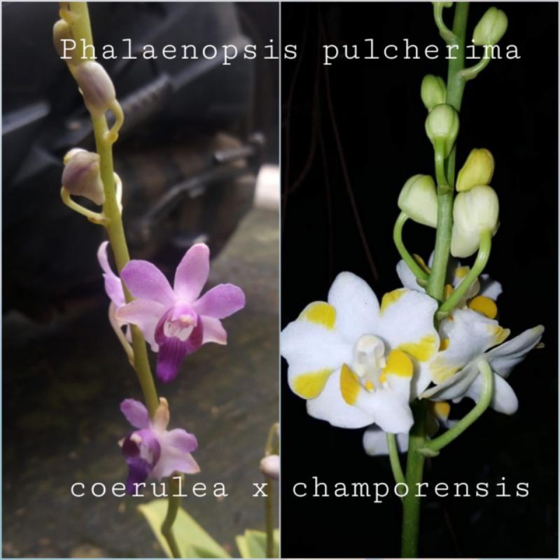 Seedling - Doritis coerulea champorensis