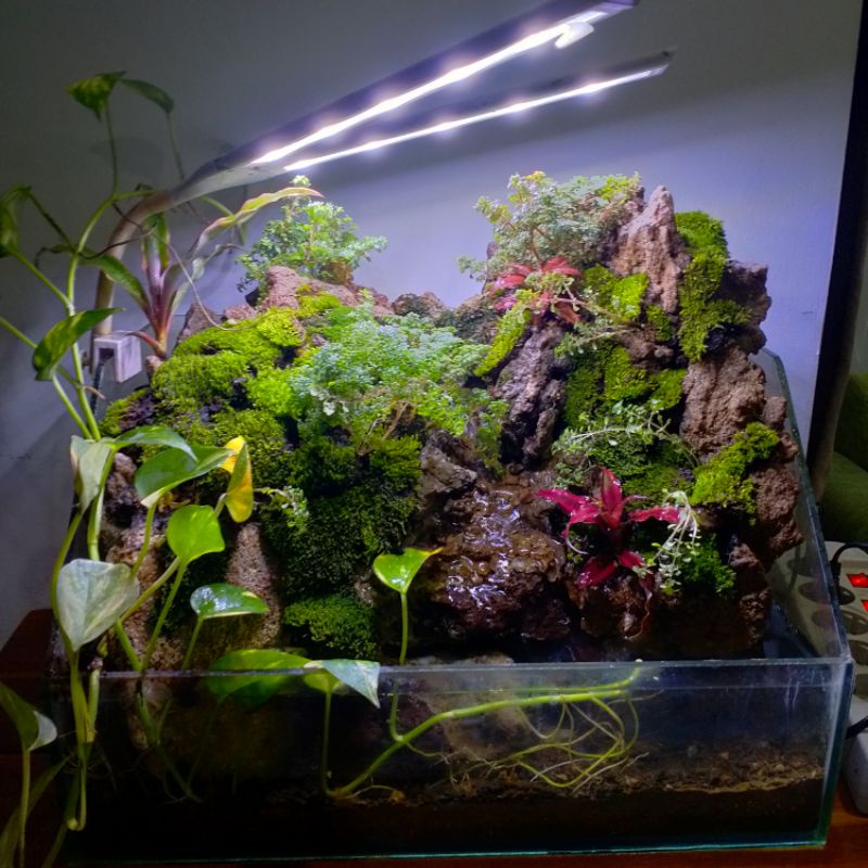 paludarium 40 cm