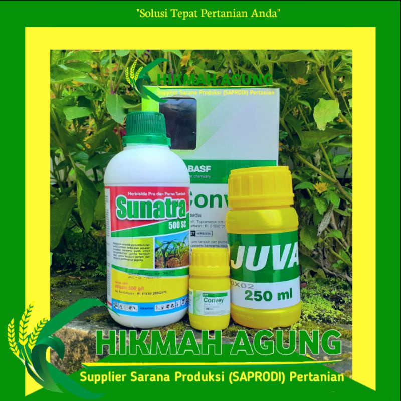 

PAKET CONVEY HERBISIDA SELEKTIF TANAMAN JAGUNG