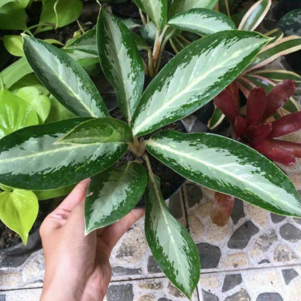 Aglonema Blanceng diven batang putih tanaman hias | Shopee ...