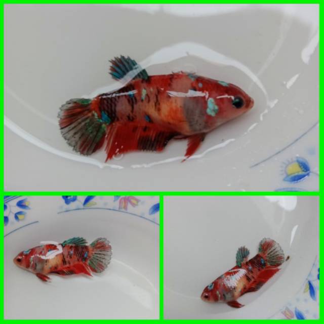 Cupang betina koi galaxy #6