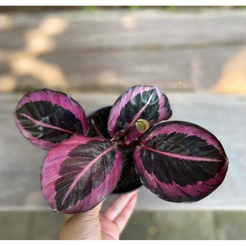 Calathea Pink Jessy 4-5 Daun - Kalatea - Tanaman Hias Indoor - Bunga