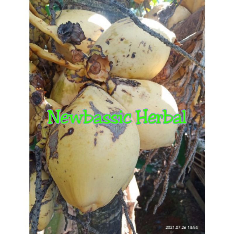 

buah kelapa gading kelapa kuning