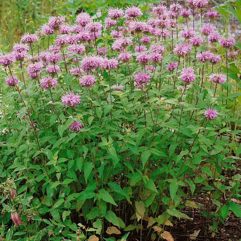 Benih Bibit Biji - Wild Bergamot Bee Balm Medical Herb Seeds - IMPORT