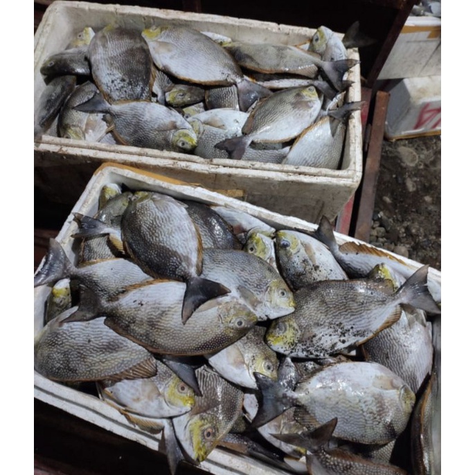 

ikan bronang fres 1kg