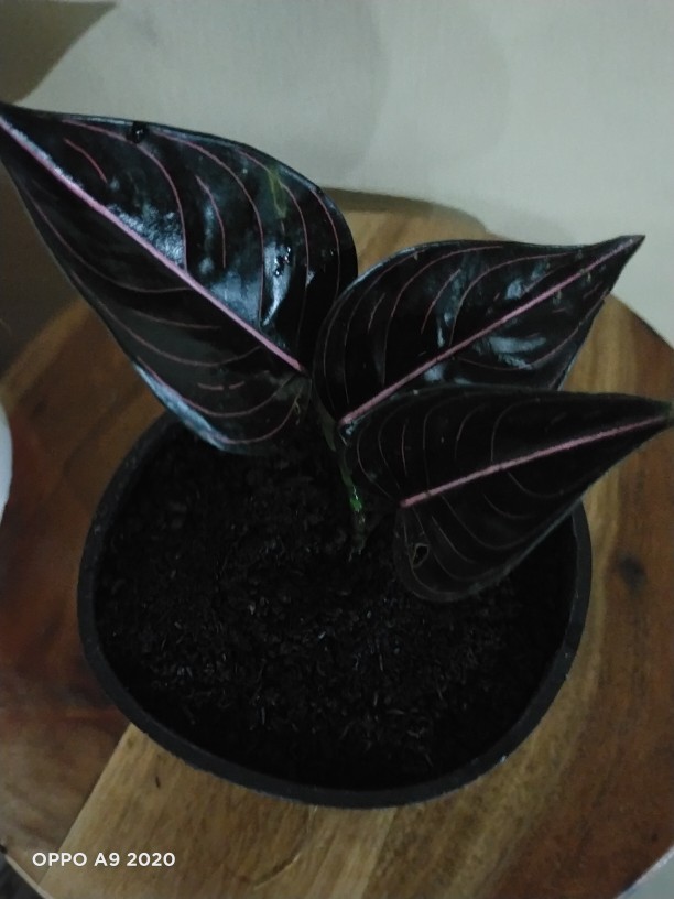 Aglonema Rotundum Aceh