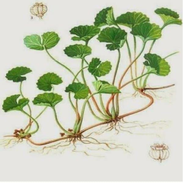 

Daun antanan Pegagan Segar herbal anemia