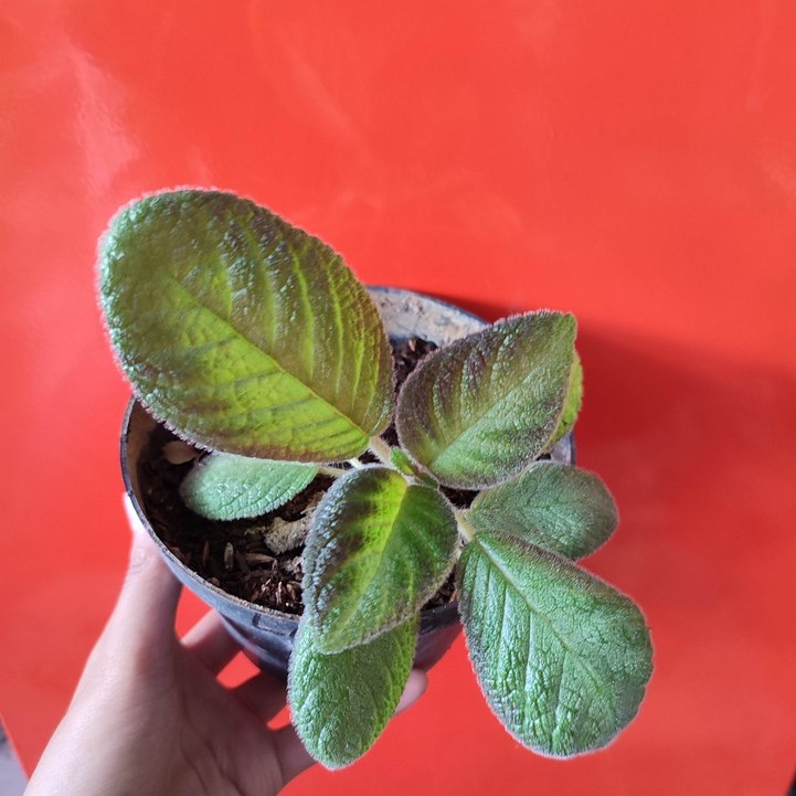 Bunga Episia Episcia Lilimon Pink Cantik Murah