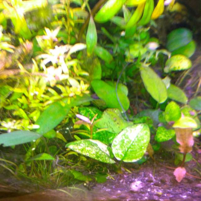 Anubias Pinto