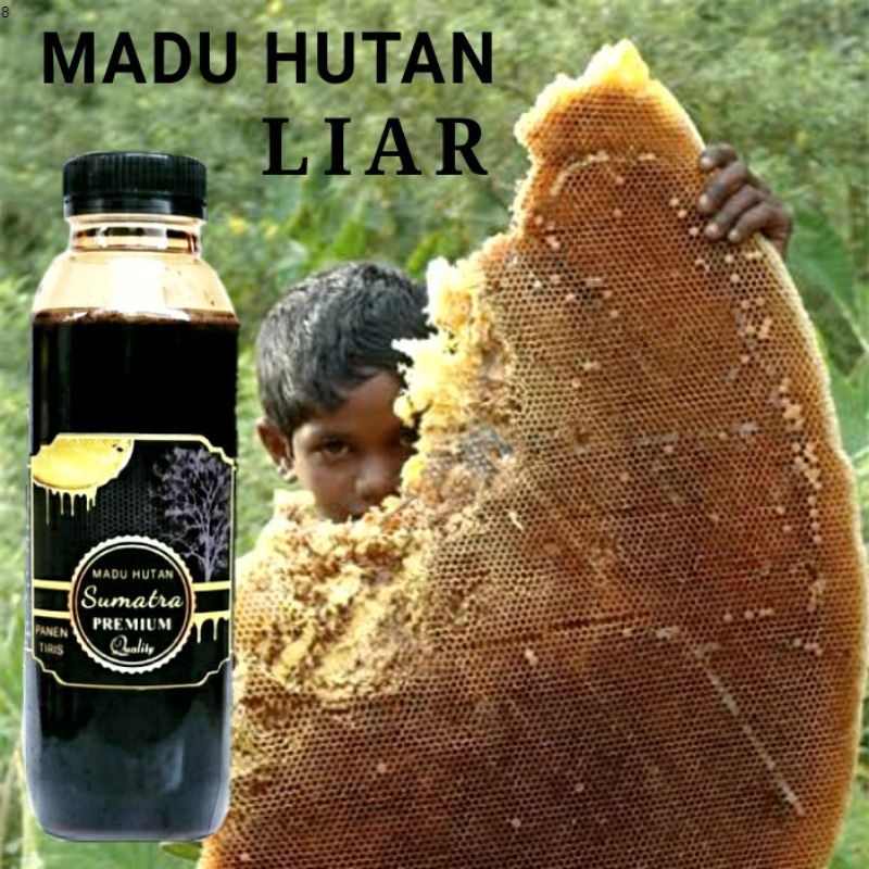 Madu Hutan Asli Sumatra Madu Murni Panen Di Tiris Bukan Di Peras 8 Indonesia