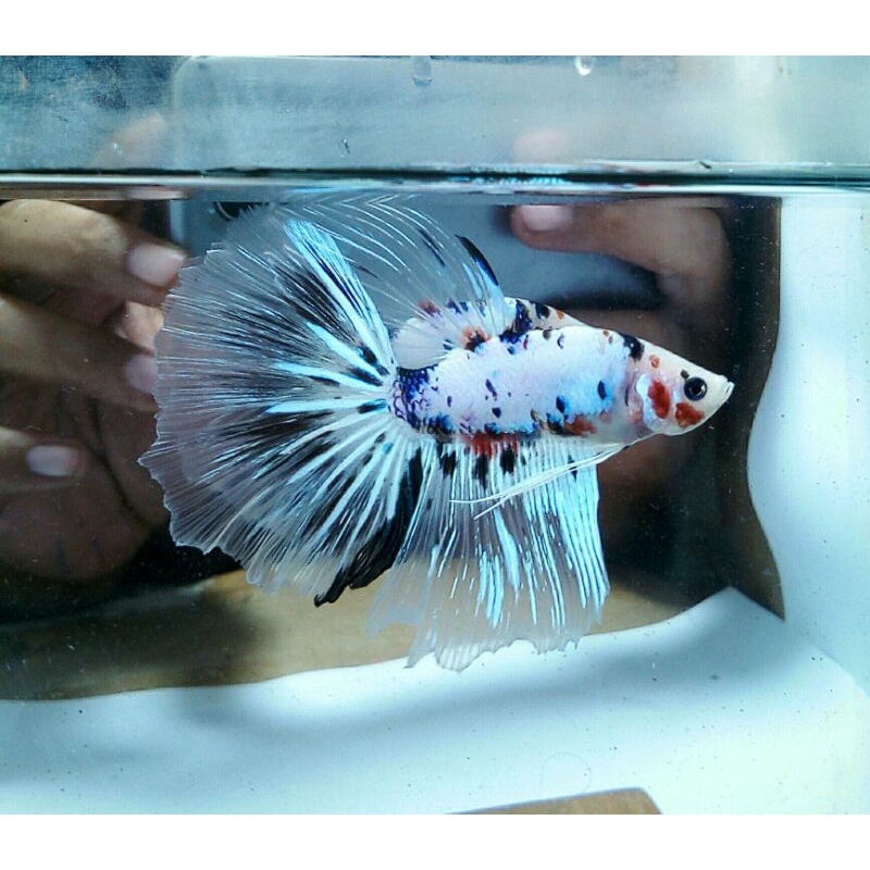 cupang rosetail multi colour/real pict