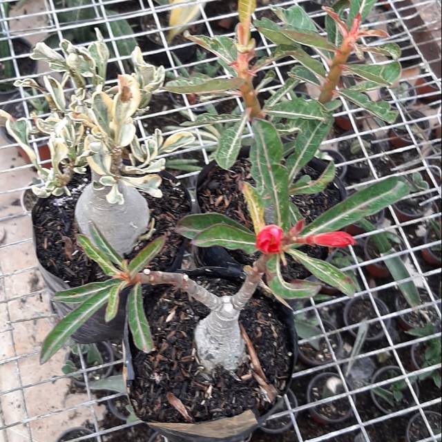 Adenium varigata