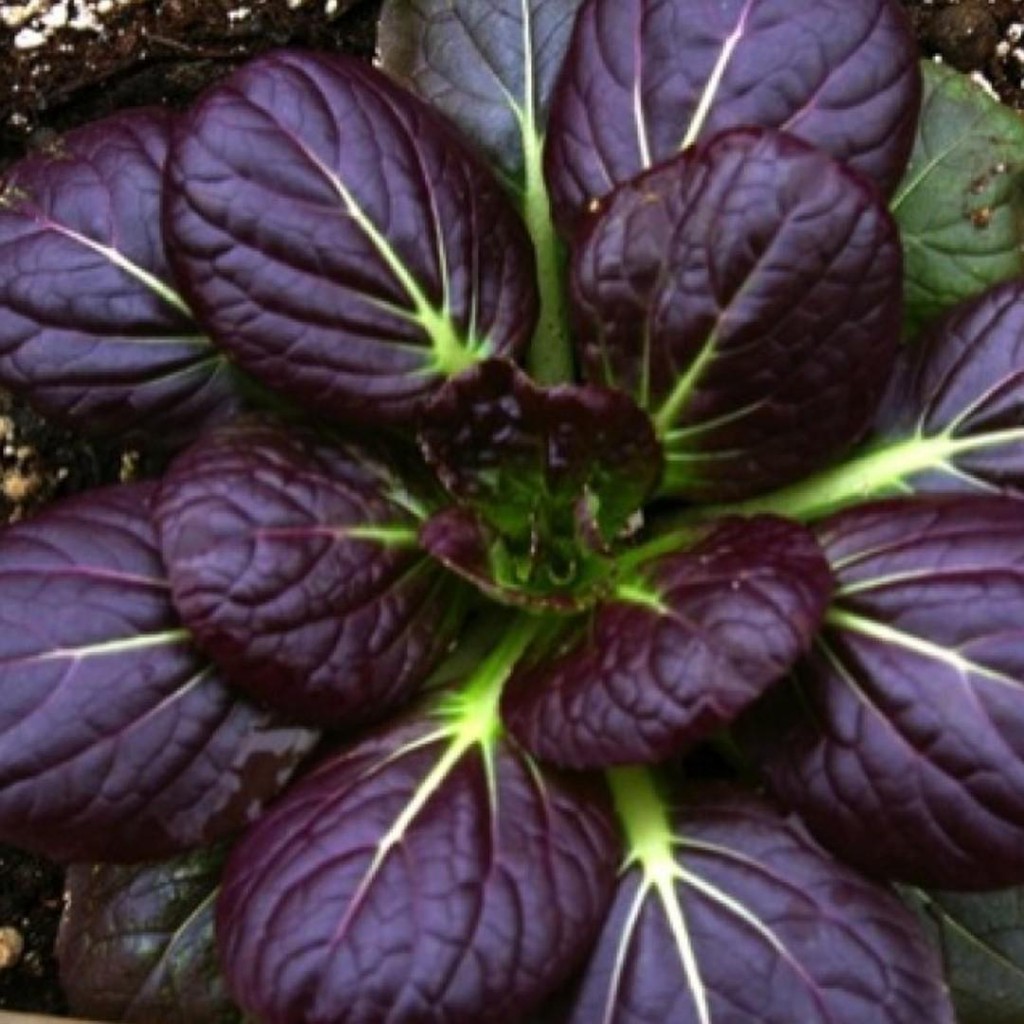 Benih-Bibit Sawi Red Tatsoi Violet/Tatsoi Merah F1 (Haira Seed)