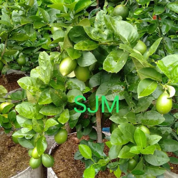 

pohon jeruk lemon super